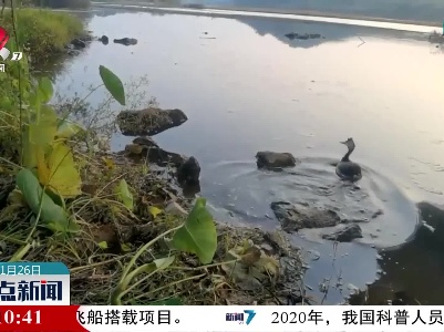 永丰：凤头鷉受伤落单 民警暖心救助