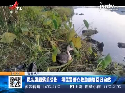 吉安永丰：凤头鸊鷉落单受伤 得民警暖心救助康复回归自然
