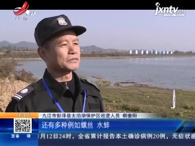 九江彭泽：天鹅 大雁 千余候鸟集结太泊湖