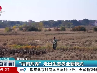 “稻鸭共养”走出生态农业新模式