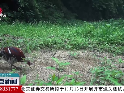 官山：红外相机拍摄到多段白颈长尾雉活动影像