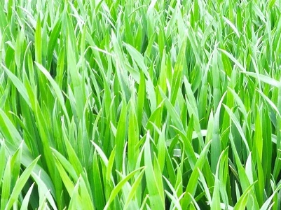 播种超八成 河南省冬小麦已播种6961.5万亩