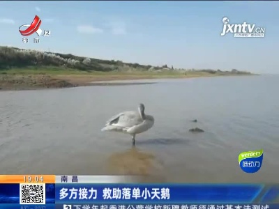 南昌：多方接力 救助落单小天鹅