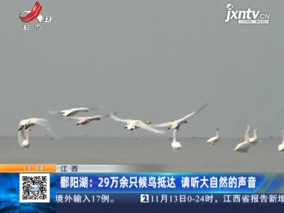 鄱阳湖：29万余只候鸟抵达 请听大自然的声音