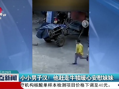 小小男子汉！ 他赶走牛犊暖心安慰妹妹