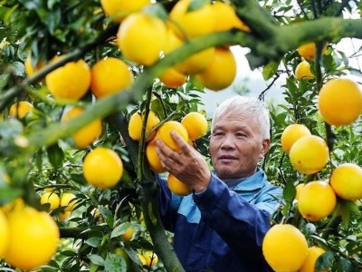 赣南脐橙开采 今年预计产量达130万吨