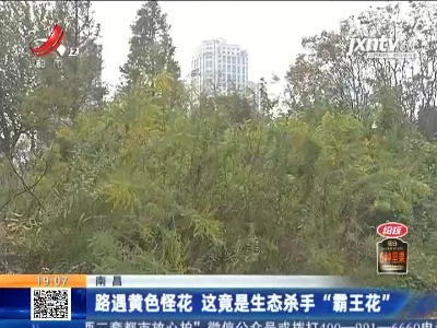 南昌：路遇黄色怪花 这竟是生态杀手“霸王花”