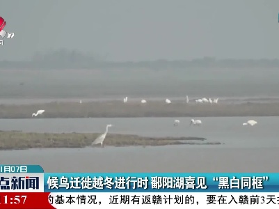 候鸟迁徙越冬进行时 鄱阳湖喜见“黑白同框”
