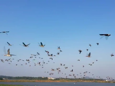 这是白鹤归家的浪漫守候！鄱阳湖已做好准备