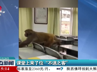 课堂上来了位“不速之客”