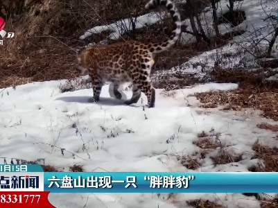 六盘山出现一只“胖胖豹”