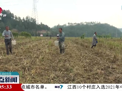 横峰：高产油菜为促进增收致富