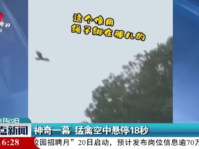 神奇一幕 猛禽空中悬停18秒