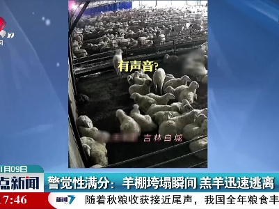 警觉性满分：羊棚垮塌瞬间 羔羊迅速逃离