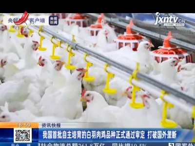 我国首批自主培育的白羽肉鸡品种正式通过审定 打破国外垄断