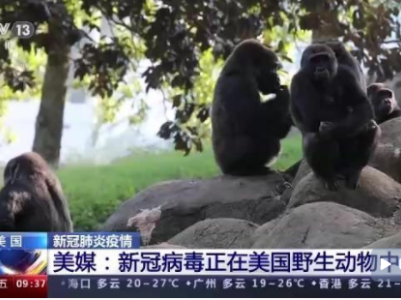 美媒：新冠病毒正在美国野生动物中传播