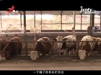 稻花香里20211102 小康路上追梦人——能生吃的牛肉不一般