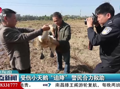 受伤小天鹅“迫降” 警民合力救助
