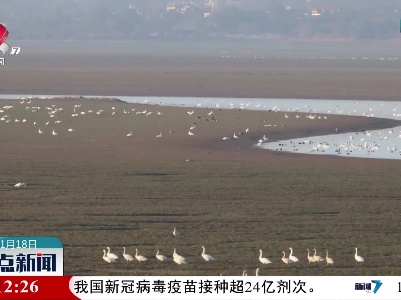 鄱阳湖变身“天鹅湖” 1万多只小天鹅来越冬