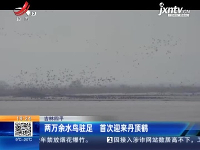 吉林四平：两万余水鸟驻足 首次迎来丹顶鹤