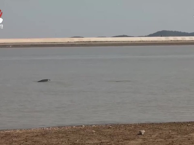 鄱阳湖枯水期现大型长江江豚种群