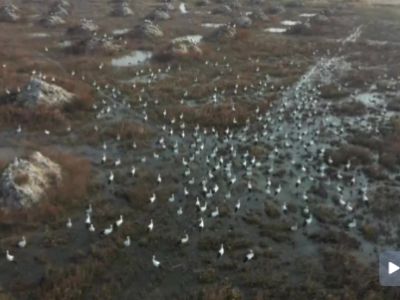 4000余只鸟界“国宝”东方白鹳飞抵天津