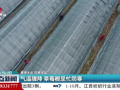 【寒潮来临 防寒保暖】气温骤降 草莓棚里忙防寒