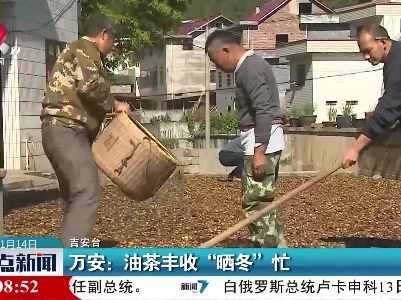万安：油茶丰收“晒冬”忙
