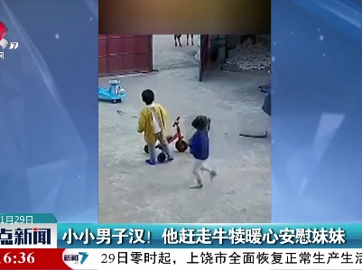 小小男子汉！他赶走牛犊暖心安慰妹妹