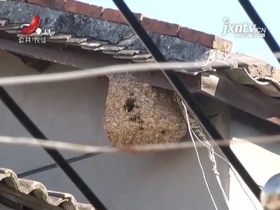 【5哥帮你办】马蜂窝“赖”在家 5哥叫来“蓝朋友”