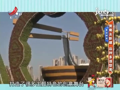 冬日时光——赏菊去新建 品种多造型美