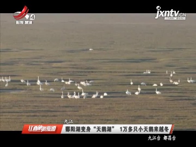 九江：鄱阳湖变身“天鹅湖” 1万多只小天鹅来越冬