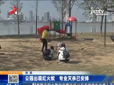 南昌：公园出现红火蚁 专业灭杀已安排