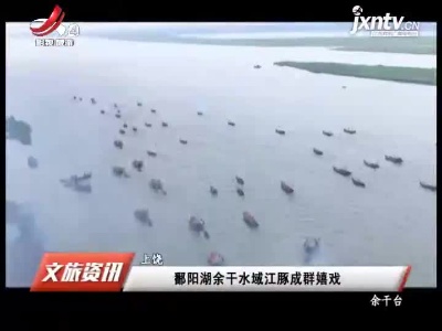 上饶：鄱阳湖余干水域江豚成群嬉戏