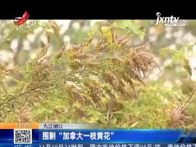 九江湖口：围剿“加拿大一枝黄花”