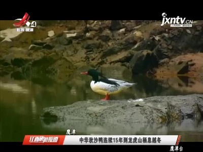 鹰潭：中华秋沙鸭连续15年到龙虎山栖息越冬