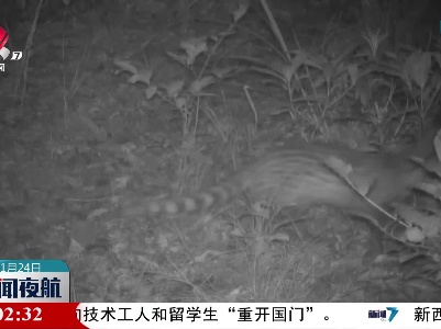 桃红岭保护区红外相机拍摄到四只小灵猫同框