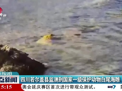 四川若尔盖县监测到国家一级保护动物白尾海雕