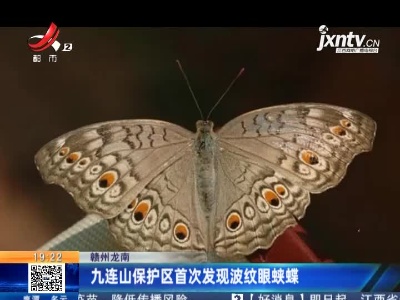 赣州龙南：九连山保护区首次发现波纹眼蛱蝶