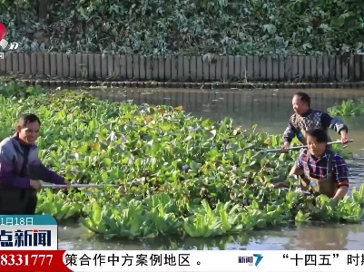 泰和：全面清缴河塘水葫芦改善水质