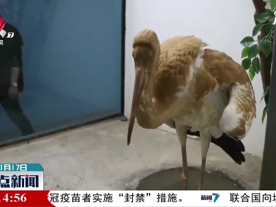 景德镇：合力救助国家一级保护动物白鹤