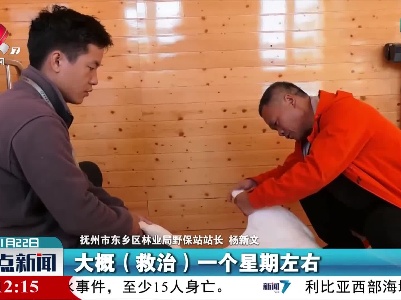 受伤小天鹅“迫降”警民合力救助