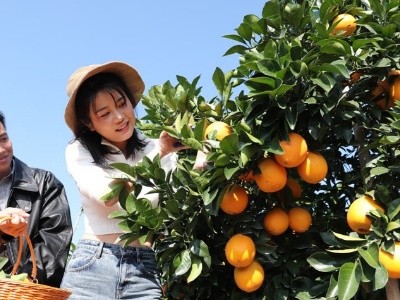赣南脐橙的50年：农业“当家树” 农村“致富树” 农民“摇钱树”