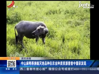 中山麻鸭等濒临灭绝品种在农业种质资源普查中重获发现