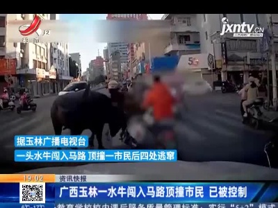 广西玉林一水牛闯入马路顶撞市民 已被控制