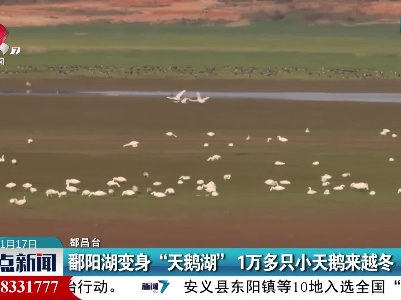 鄱阳湖变身“天鹅湖”1万多只小天鹅来越冬