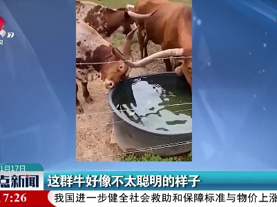 这群牛好像不太聪明的样子