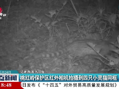 桃红岭保护区红外相机拍摄到四只小灵猫同框