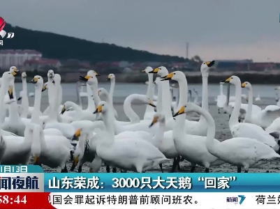山东荣成：3000只大天鹅“回家”