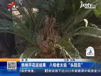 南昌：铁树开花还结果 八旬老太说“头回见”